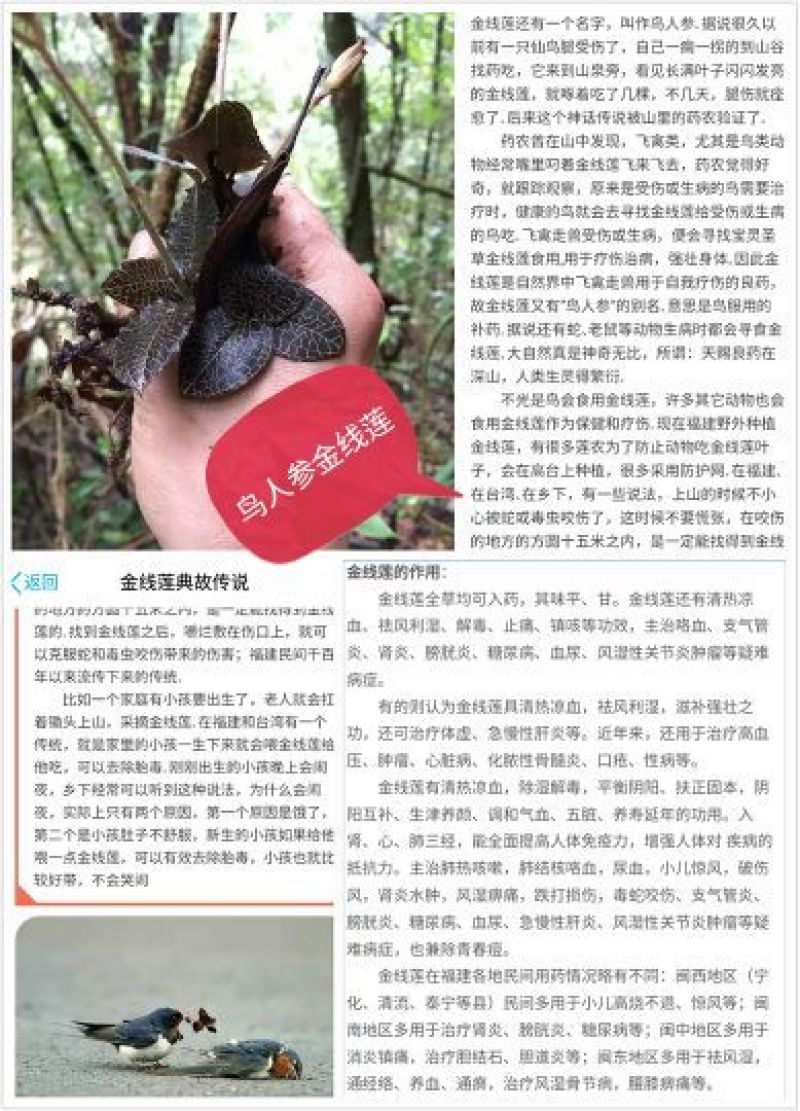 金线莲