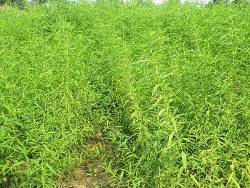 毛桃树苗80cm以上，规格全，大量现货，可实地考察订苗