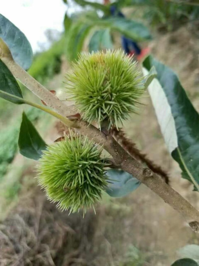 板栗苗新品种泰山油板栗丰产好吃有香味的板栗苗