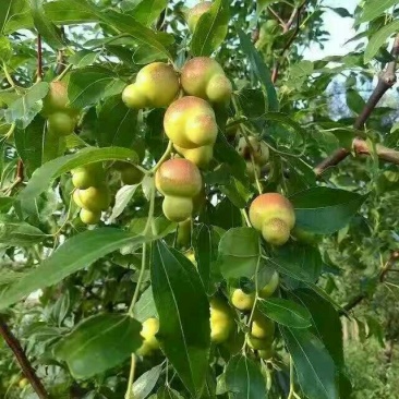 大量供应嫁接鲜食品种枣树种，品种齐全，纯正