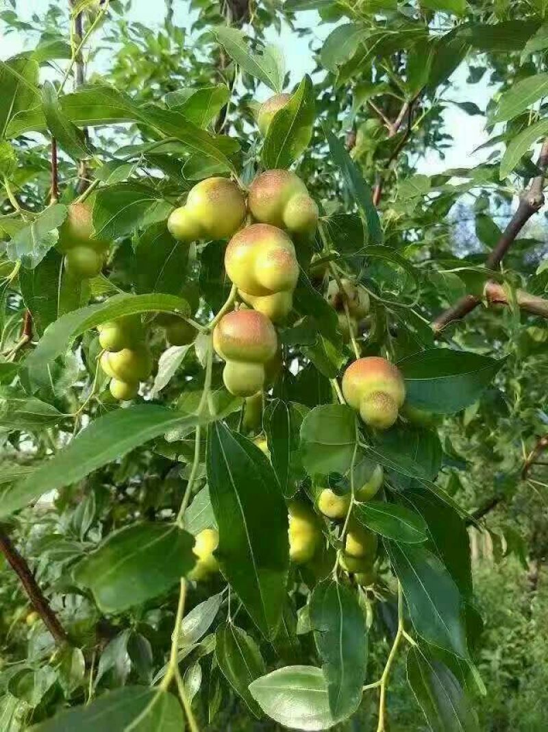 大量供应嫁接鲜食品种枣树种，品种齐全，纯正