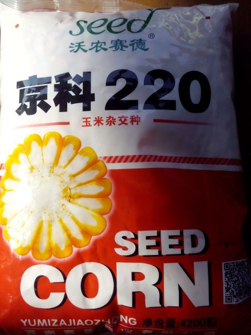 玉米种子
