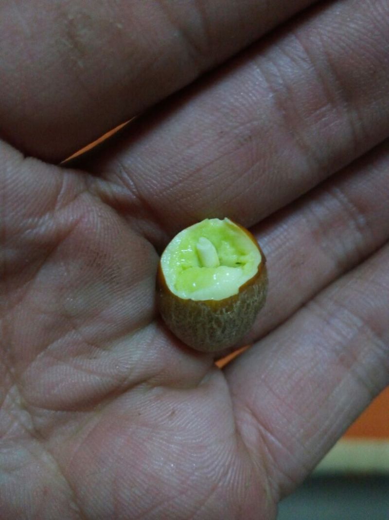银杏果
