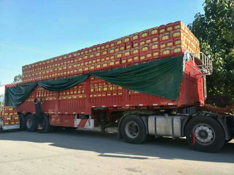 砀山梨300~350g光果