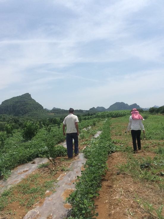 广西南宁市武鸣县小富西瓜 8斤打底 8成熟 1茬