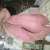 陈秋华的一亩田店铺