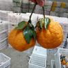 四川高品质水果一手供应商的一亩田店铺