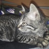 崔瑞青的一亩田店铺