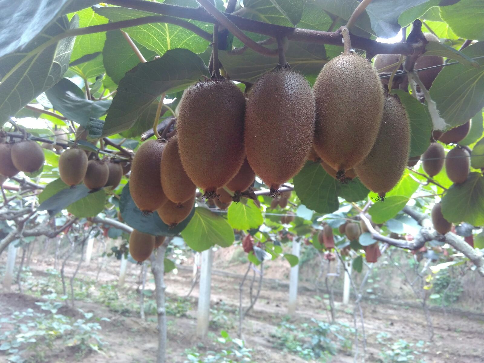 陕西西安市周至县翠香猕猴桃 70克以上批发_汇