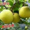 董思秀的一亩田店铺