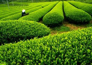 茶叶河南信阳商城县_批发_供应-一亩田农业网