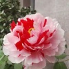 菏泽市茂发牡丹种植有限公司的一亩田店铺