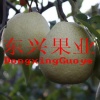 蒲城县东欣果蔬有限公司的一亩田店铺