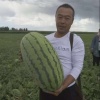 王驰的一亩田店铺
