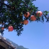 张小荣的一亩田店铺
