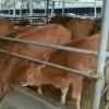 嘉祥颖兴牛羊养殖场的一亩田店铺