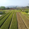 郴州市苏仙区龙盛草皮苗木基地的一亩田店铺