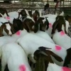 宋洁的一亩田店铺