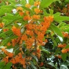 江苏芸腾苗木种植有限公司的一亩田店铺
