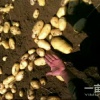 许红旗的一亩田店铺