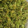 李艳辉脱水蔬菜的一亩田店铺