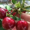 安丰源种植养殖专业合作社的一亩田店铺