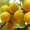 泰丰苗木有限公司的一亩田店铺