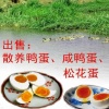 杜凯旋的一亩田店铺