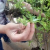 济宁景康苗木种植有限公司的一亩田店铺