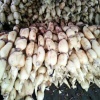 俊荣莲藕种植农民专业合作社的一亩田店铺