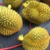 陆晓丰的一亩田店铺