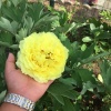 菏泽市牡丹区中农牡丹种植有限公司的一亩田店铺