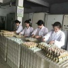 衡南县星华禽业有限公司的一亩田店铺