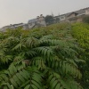 洪雅县洪顺苗木专业合作社的一亩田店铺