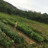 叶自明的一亩田店铺
