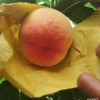 镁蕙水蜜桃种植场的一亩田店铺