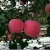 贺光明的一亩田店铺