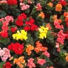 青州市传芹花卉苗木合作社的一亩田店铺