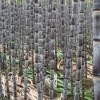 子涵甘蔗种植专业合作社的一亩田店铺