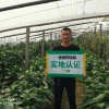 河北小贾西瓜山药代收代发的一亩田店铺