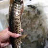 鲍礼家的一亩田店铺