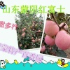 蒙阴县果色甜香电子商务中心的一亩田店铺