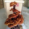 山东冠县金周灵芝科技有限公司的一亩田店铺