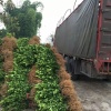 松滋市开春苗木种植专业合作社的一亩田店铺