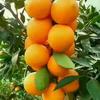 桔橙鲜果供应的一亩田店铺