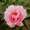 菏泽盛浩花木种植有限公司的一亩田店铺