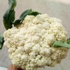 可俊蔬菜合作社的一亩田店铺