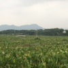 应其雷的一亩田店铺