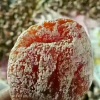 李朝平的一亩田店铺