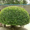 定州市皓轩苗木种植有限公司的一亩田店铺